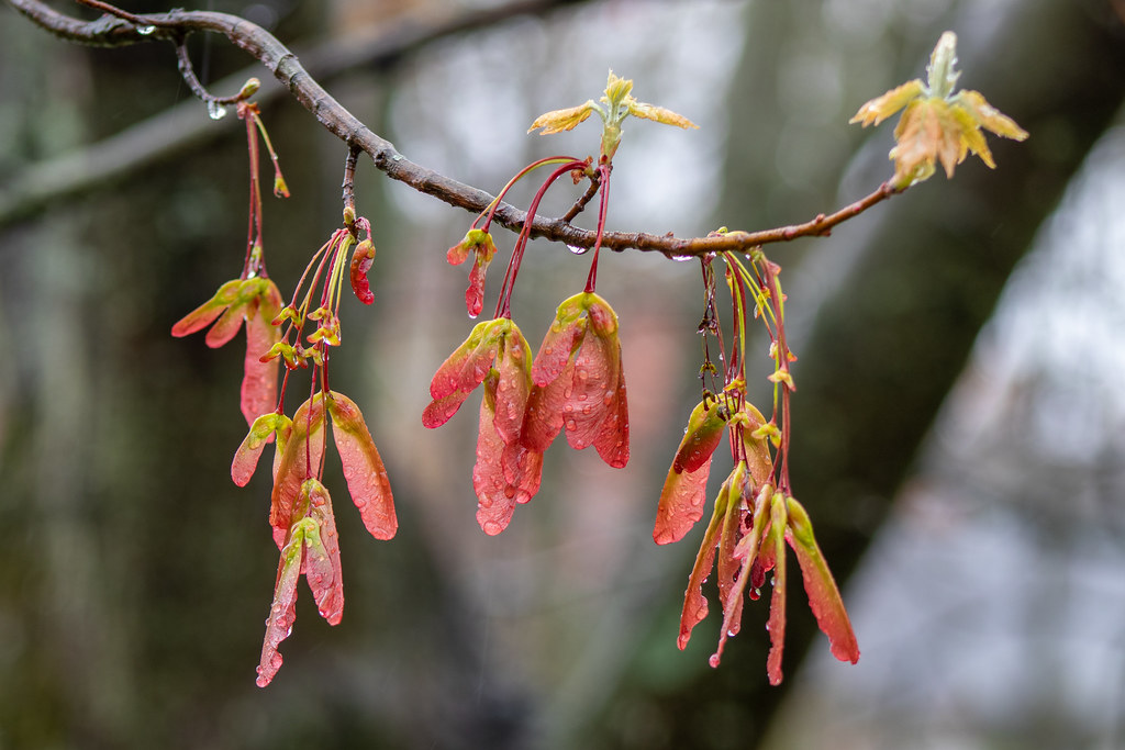 Water droplets on leaves